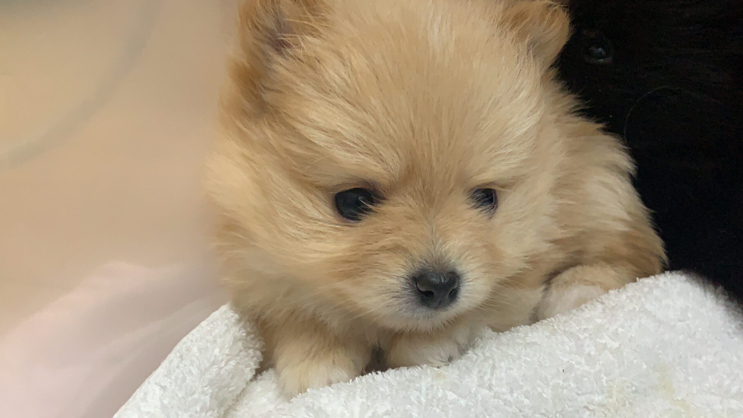 宮城県仙台市ポメラニアン専門ブリーダー | ドッグテンダーカンビオ